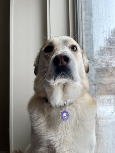 Customer photo review of Purple