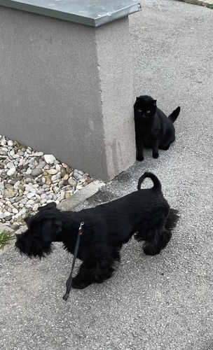 Customer photo review of I'm So Harsh Shampoo