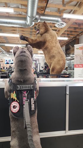 Customer photo review of Classic Heavy-Duty Tactical No-Pull Team K9™ Dog Harness With Front & Back D-Rings, Quick-Release Metal-Buckles, Hook & Loop Panels, & Top Handle