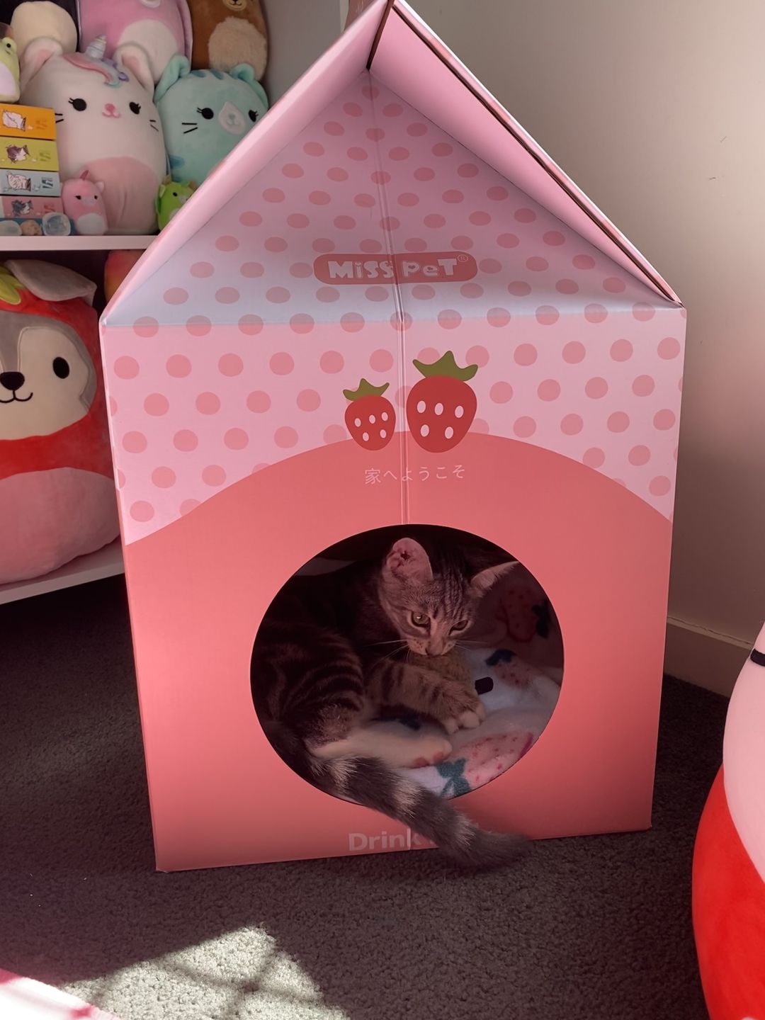 Customer photo review of Misspet Milk Box Cat Scratcher and Nest