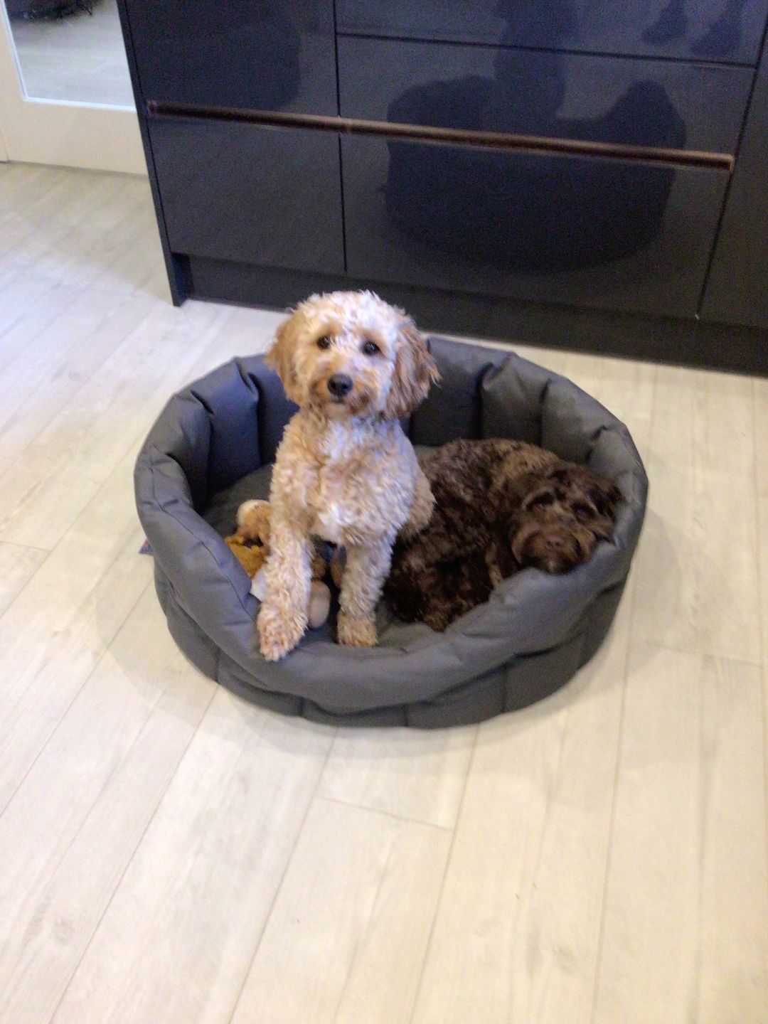 Customer photo review of Country Dog Heavy Duty Oval Waterproof Bed