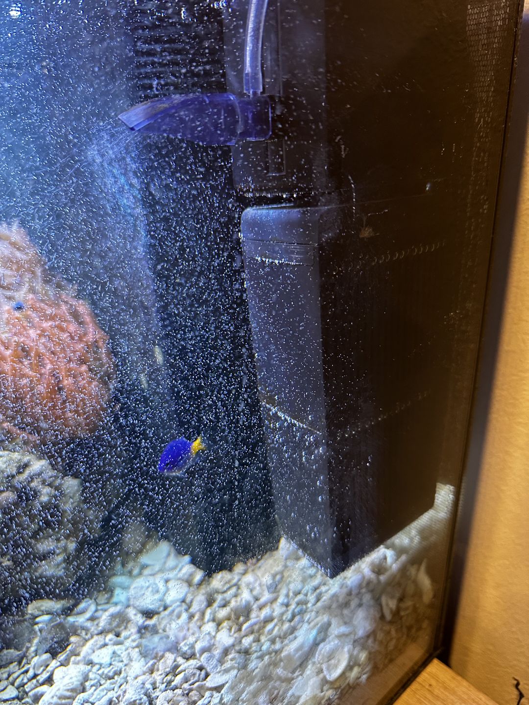 Customer photo review of Shark PRO