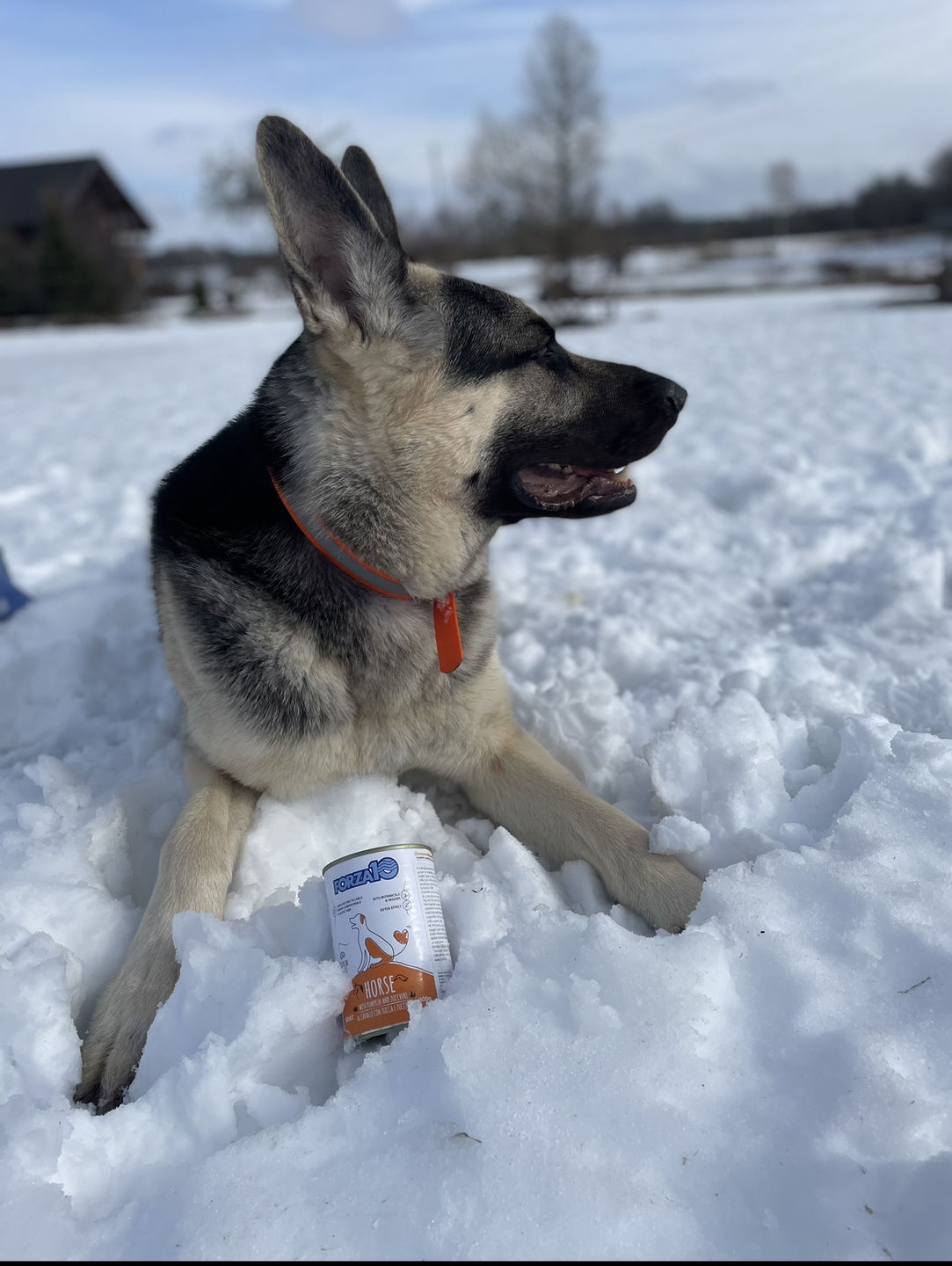 Customer photo review of Konservi suņiem ar ZIRGA gaļu, ķirbi un cukīni