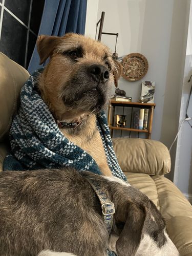 Customer photo review of 12 Inch Monster Bully Sticks