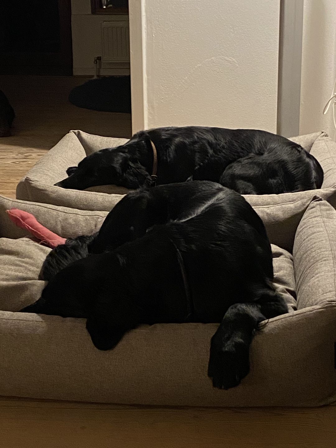 Customer photo review of Hundeseng 'HYGGE' (cappuccino)