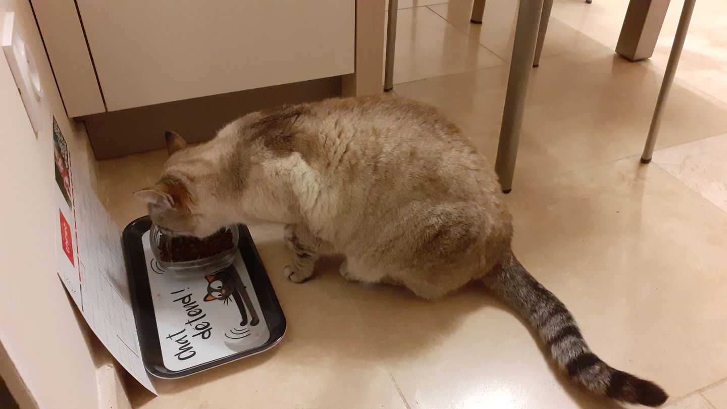 Customer photo review of Croquettes riches en poissons blancs frais (chat stérilisé)