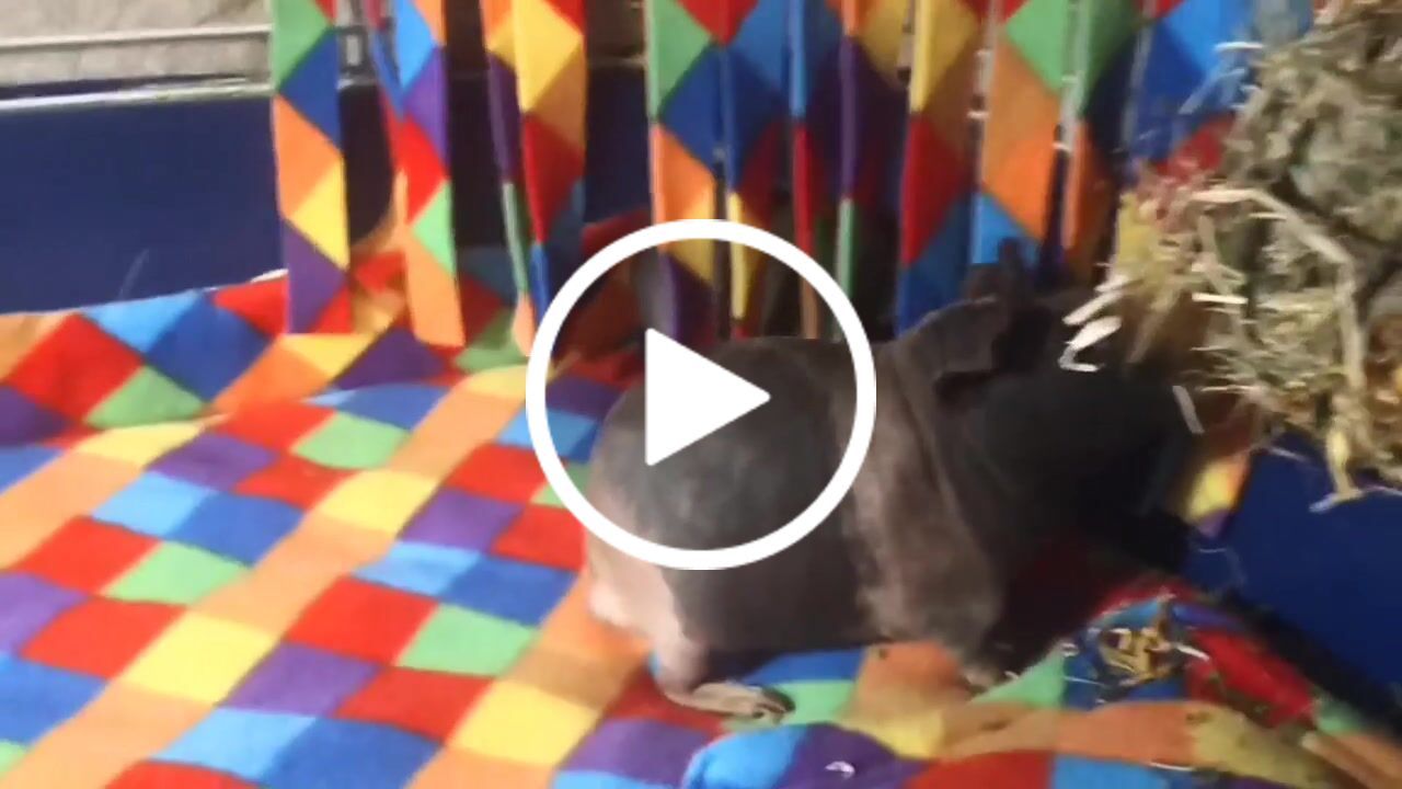 Customer video review of Multicoloured Squares Anti Pill Polar Fleece Fabric