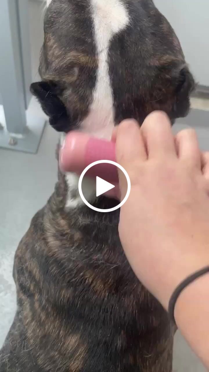 Customer video review of BullyBillows Complete Animal Deshedding Kit - Pink