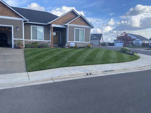 Customer photo review of GCI Turf Cool Blue Grass Seed