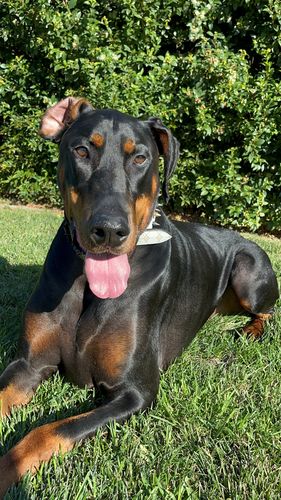 Customer photo review of DoggieBalm Natural Manuka & Hemp Shampoo and Conditioner