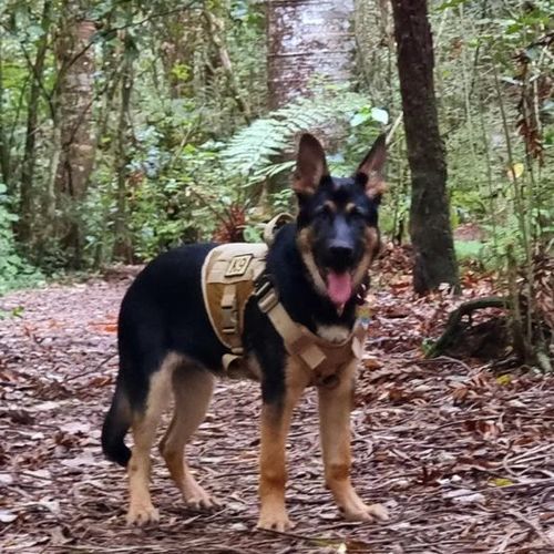 Customer photo review of Classic Heavy-Duty Tactical No-Pull Team K9™ Dog Harness With Front & Back D-Rings, Quick-Release Metal-Buckles, Hook & Loop Panels, & Top Handle