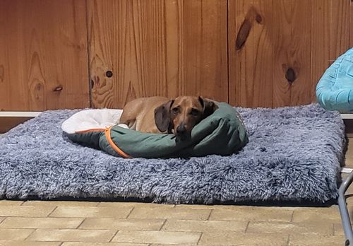 Customer photo review of PaWz  Multimat