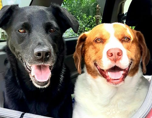 Customer photo review of CBD Oil for Pets 500 mg with Omega-3 Fish Oil