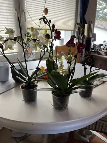 Customer photo review of Herzförmige Table Dance Orchidee mit Keramik