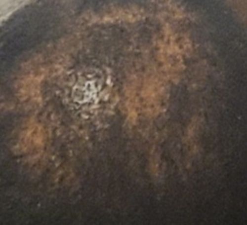 Customer photo review of Chad and India’s Root to Tip Bundle| 4 sizes to choose from