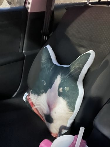 Customer photo review of Create A Custom Cat Pillow