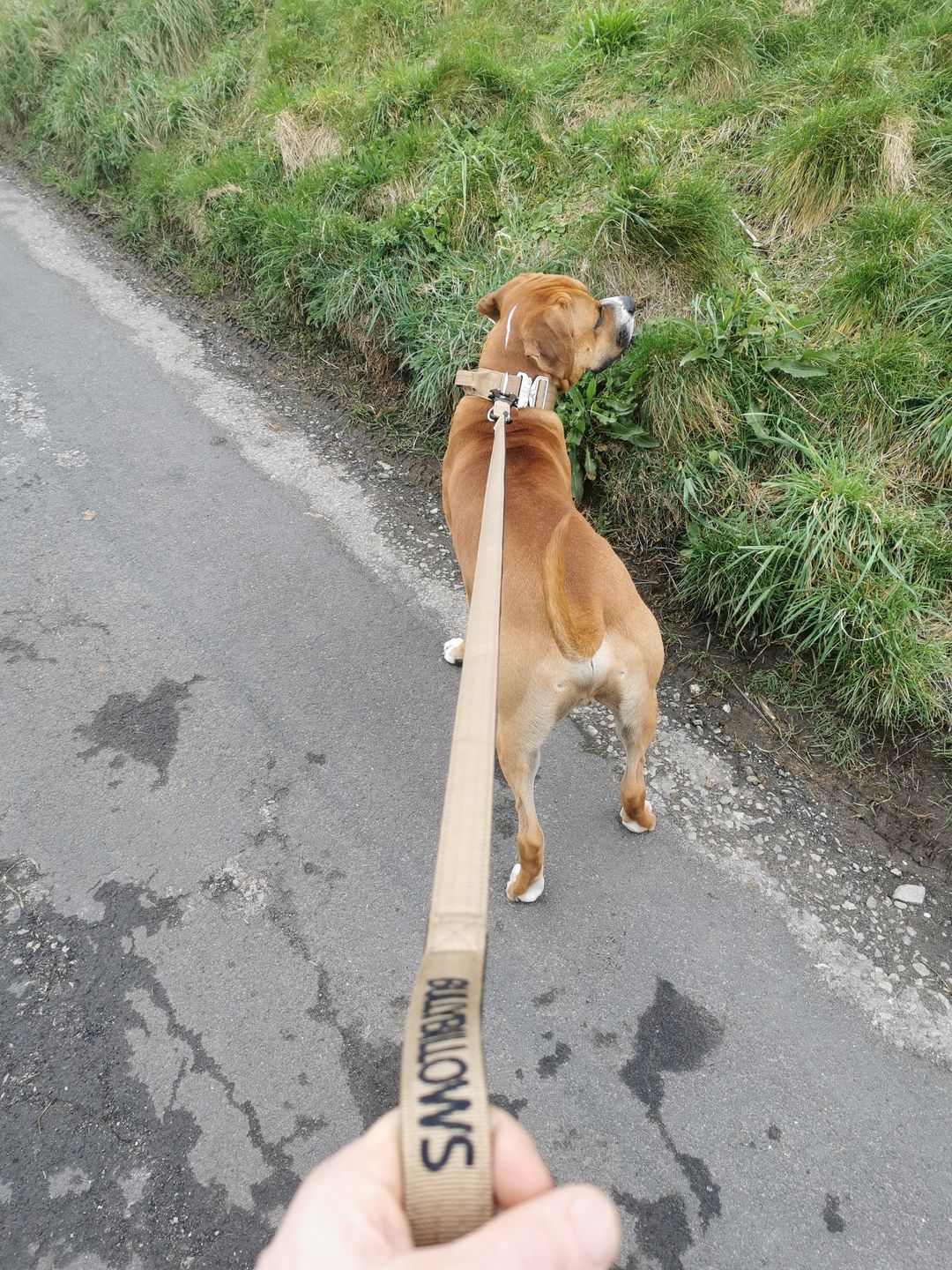 Customer photo review of ID Dog Tag - Rose Gold (With Gift Box)