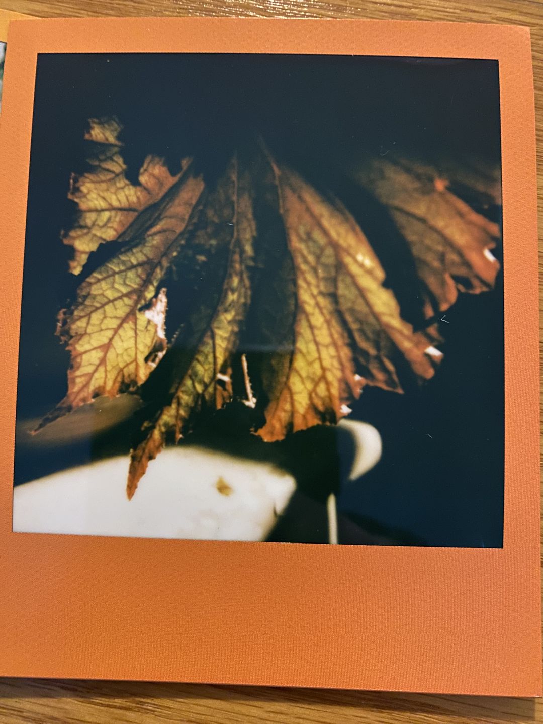 Customer photo review of Polaroid SX-70 Sonar Autofocus Black Folding Instant Film Camera