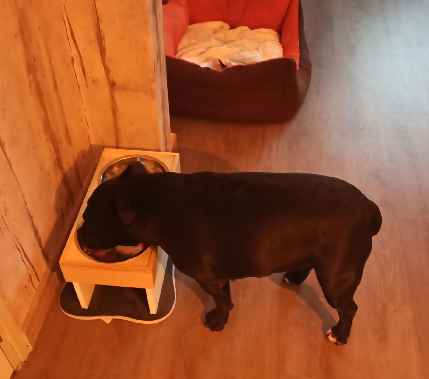 Customer photo review of Pâtées riches en volaille & aux petits pois (chien âgé)