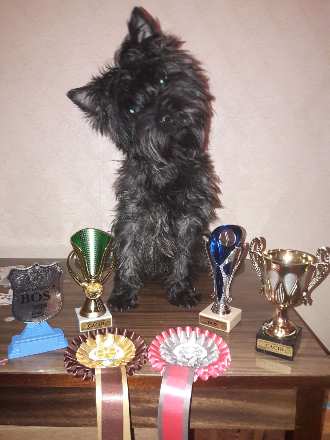 Customer photo review of All breeds Maintenance ar zivi un rīsiem