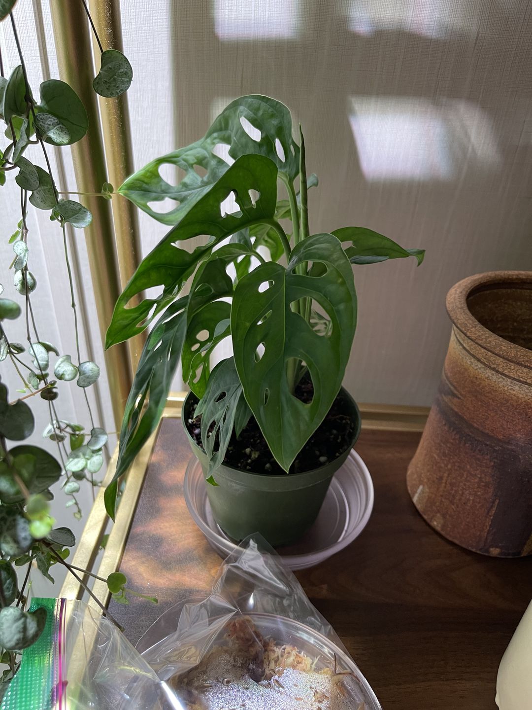 Customer photo review of 4" Monstera adansonii Wide Leaf