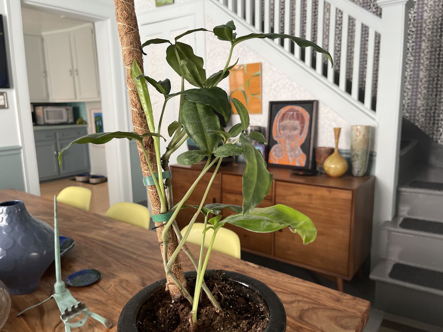 Customer photo review of 4" Syngonium auritum
