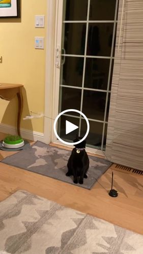 Customer video review of Interactive Bird Simulation Cat Toy Set