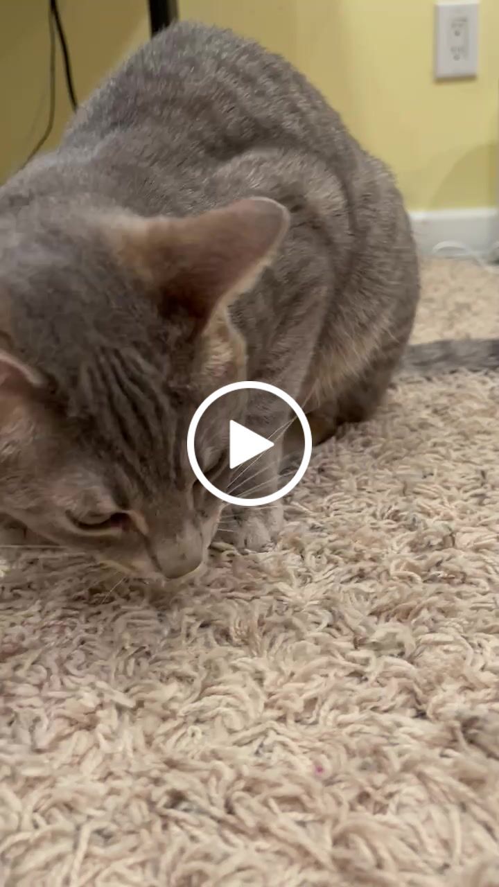 Customer video review of Mini Rabbit Feet