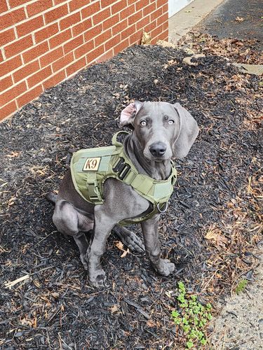 Customer photo review of Classic Heavy-Duty Tactical No-Pull Team K9™ Dog Harness With Front & Back D-Rings, Quick-Release Metal-Buckles, Hook & Loop Panels, & Top Handle