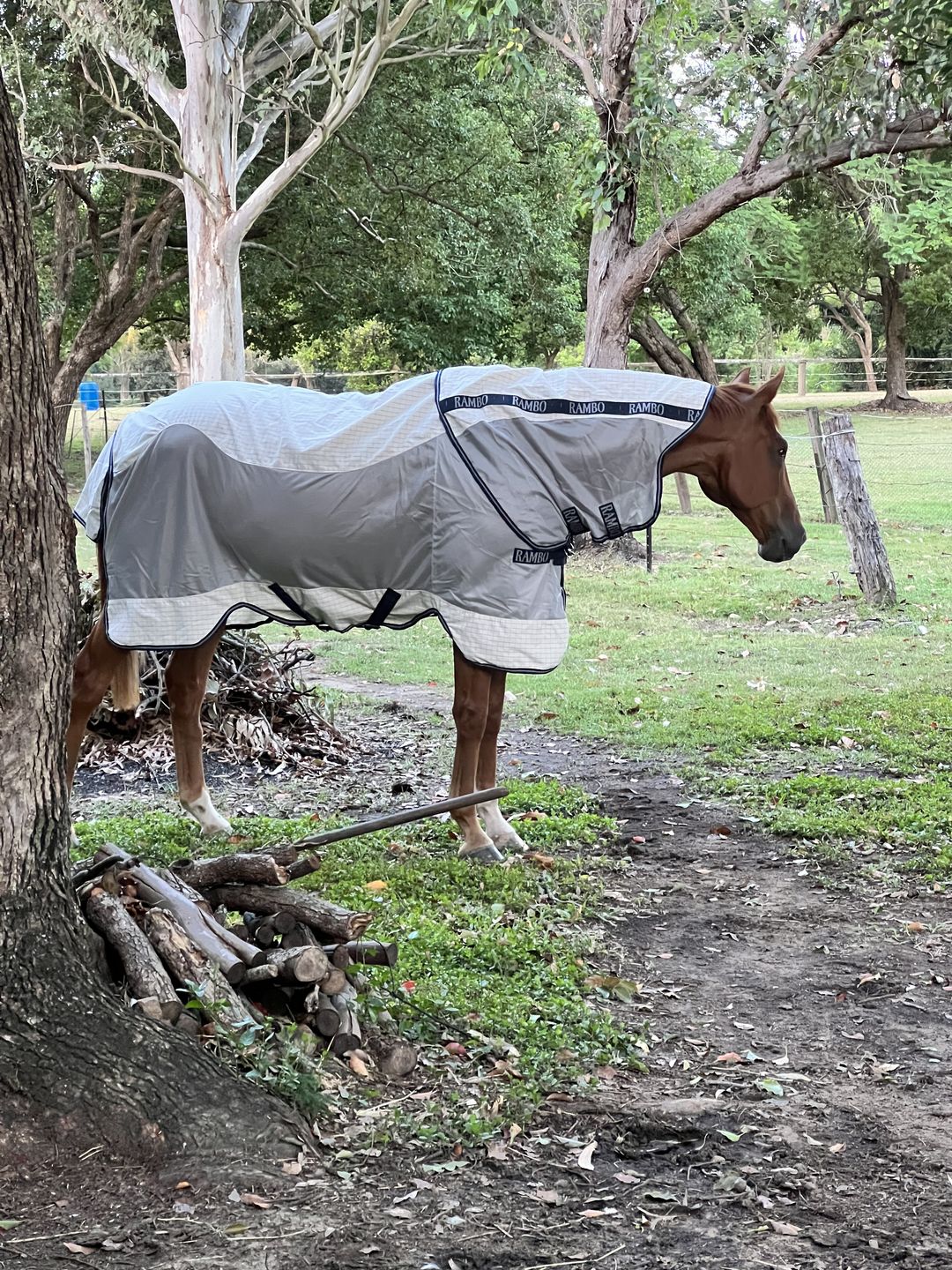 Customer photo review of Rambo Airflow