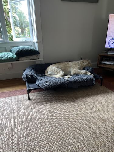 Customer photo review of Calming Couch Bed