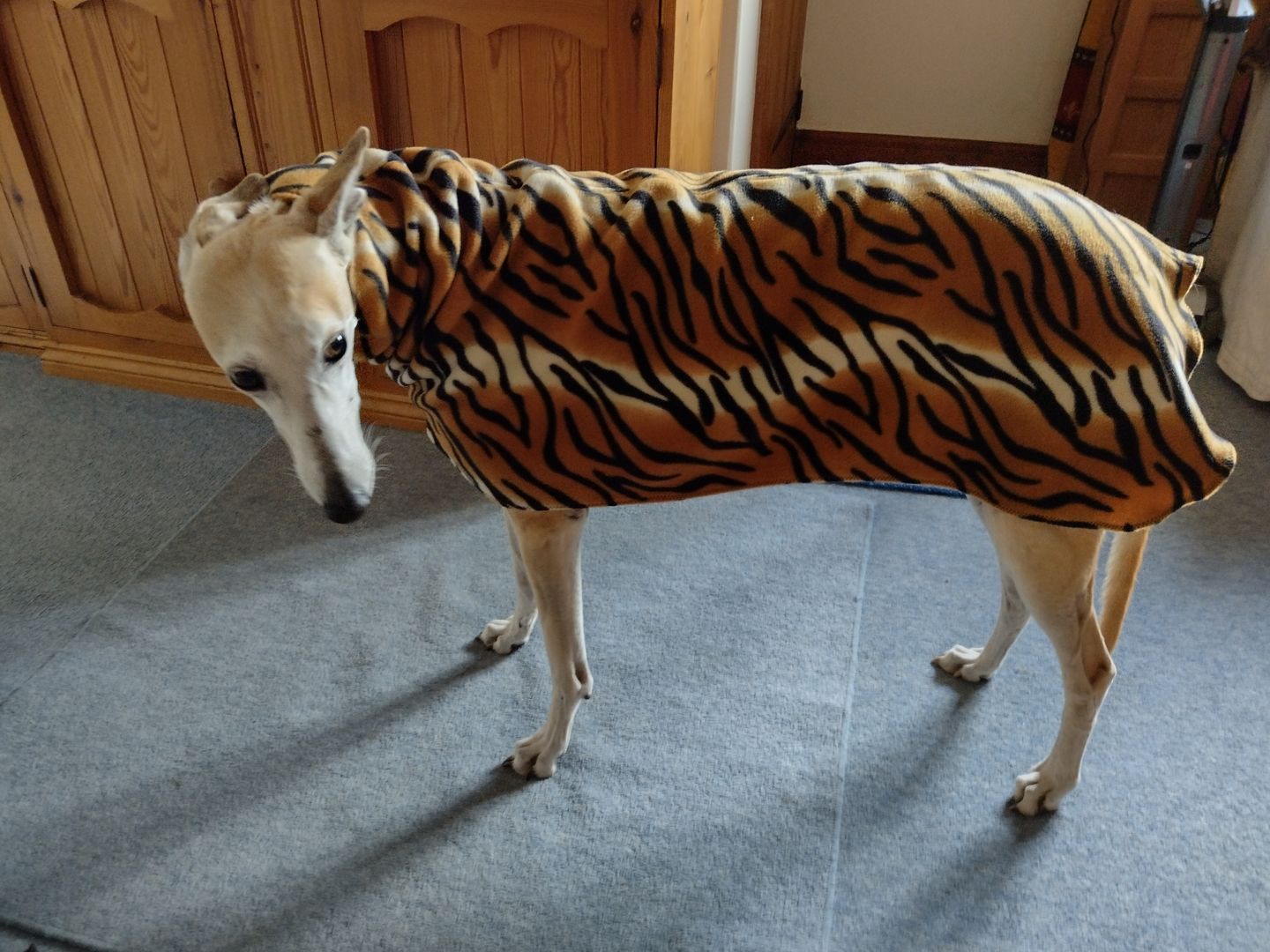 Customer photo review of Tiger Anti Pill Polar Fleece Fabric