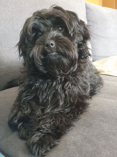 Customer photo review of DoggieBalm Natural Manuka & Hemp Shampoo and Conditioner