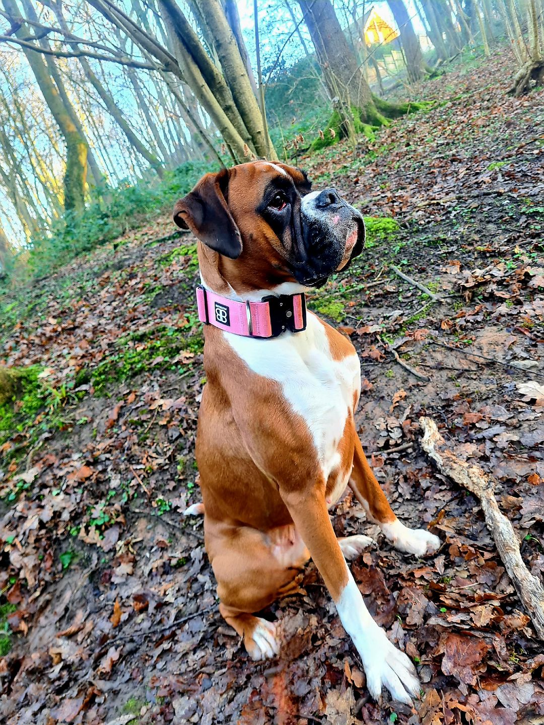 Customer photo review of 5cm Combat® Collar | Rated Clip - NO HANDLE - Pink v2.0
