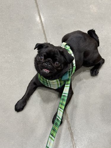Customer photo review of St. Patrick's day plaid dog harness