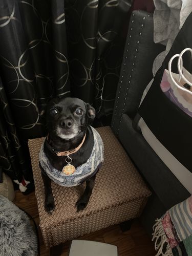 Customer photo review of Polkadog