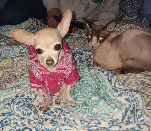 Customer photo review of Playa Poncho - Surprise Color