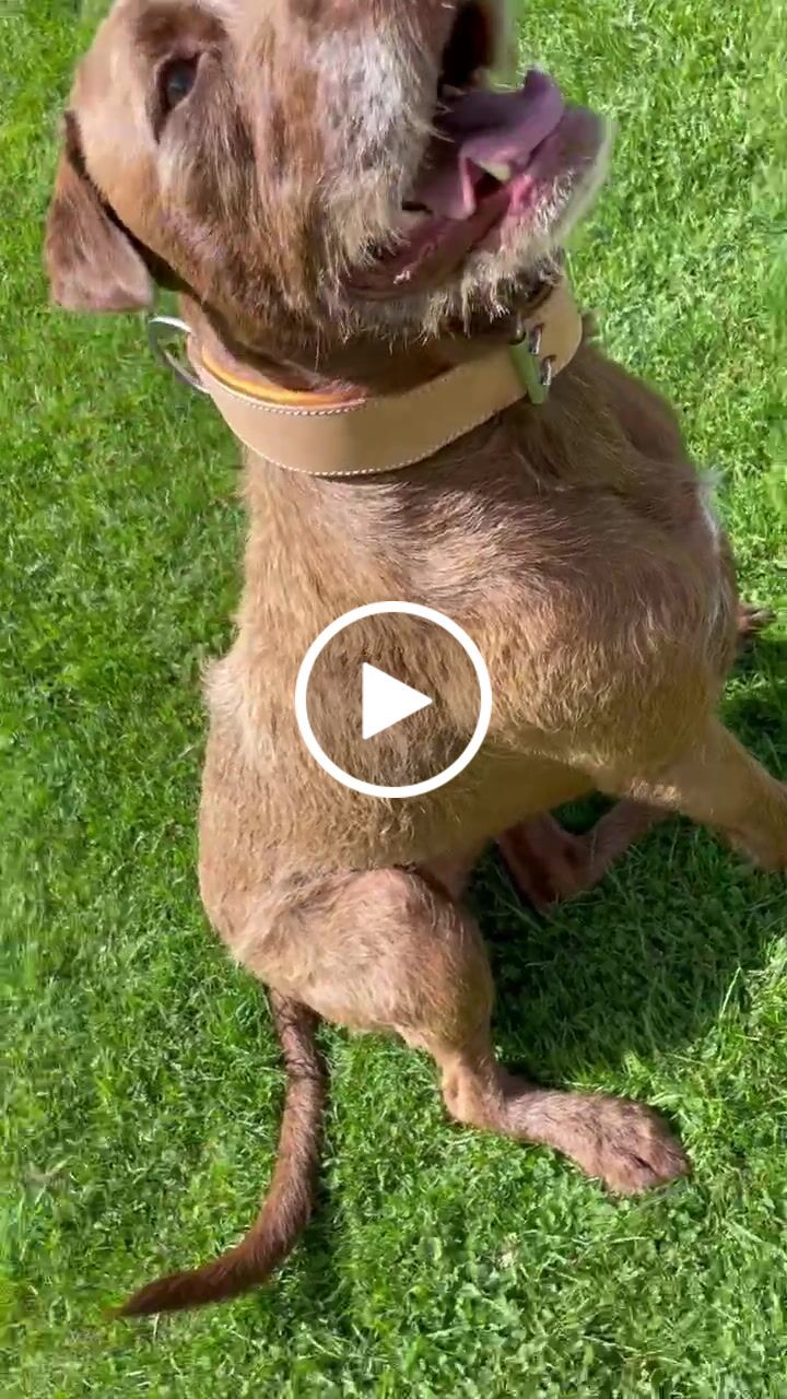 Customer video review of Hand Made Leather Dog Collar - Classic Buckskin (Wide Fit)