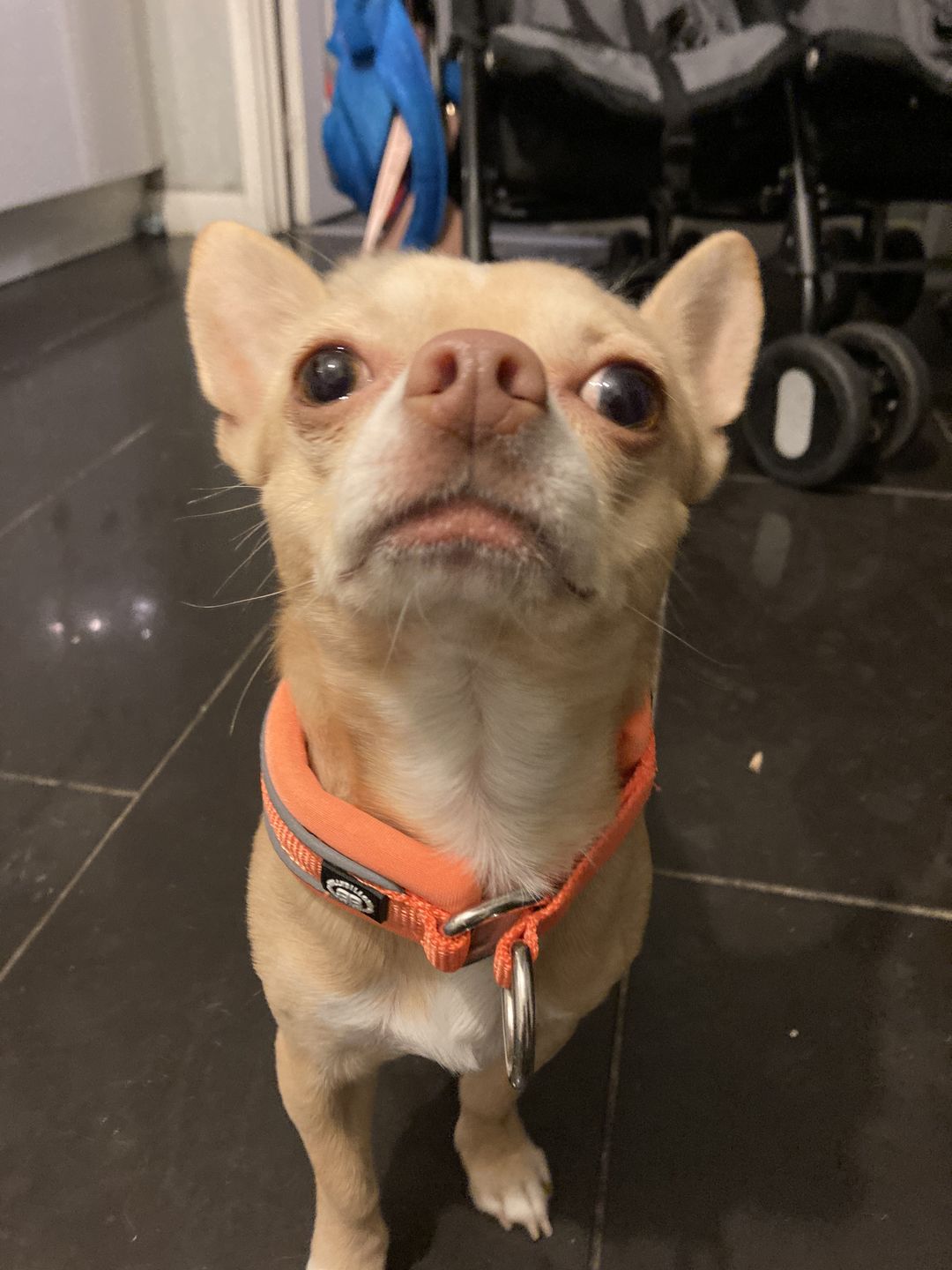 Customer photo review of 3cm Slip on Collar | Soft Padded & Reflective - Orange v2.0