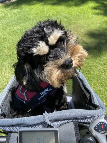 Customer photo review of All In One Pet Carrier Bag | Dog Bike Basket | Backpack for Dogs & Cats | Car Booster Seat