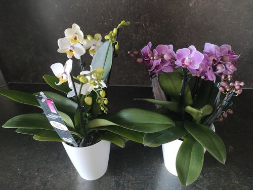 Customer photo review of 2er Orchideen Überraschung + Übertöpfe