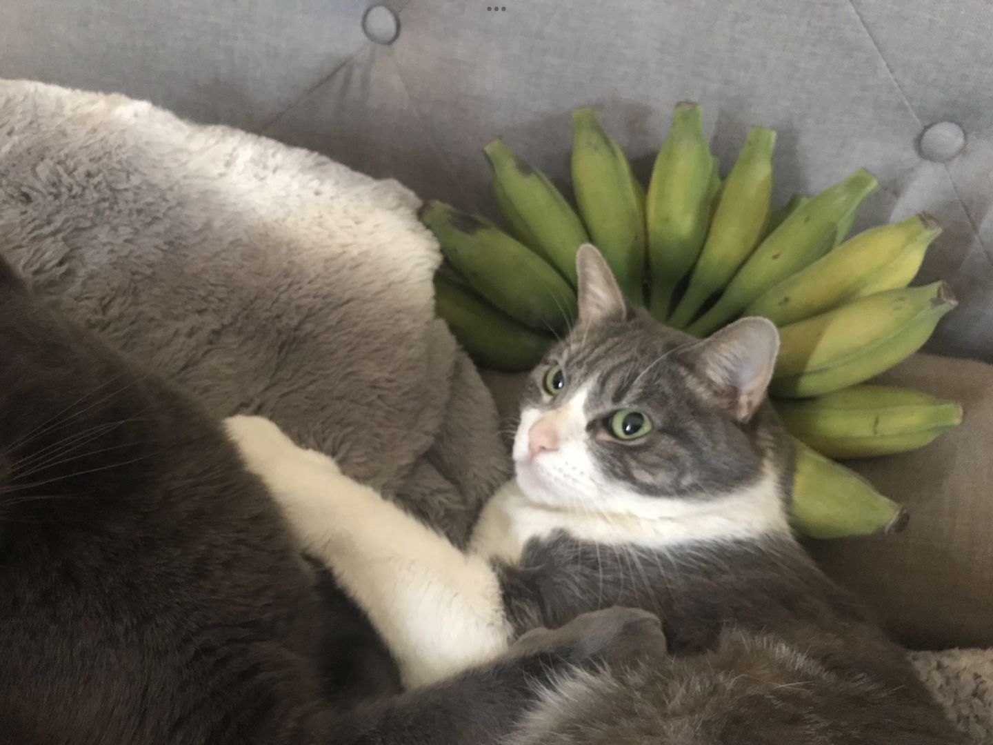 Customer photo review of Avocado Box