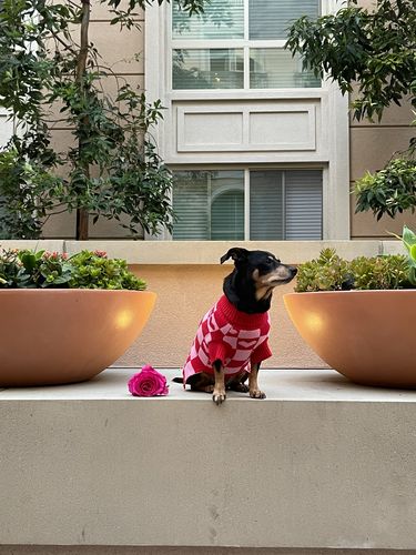 Customer photo review of *PRE-ORDER* Roll Neck Dog Knitted Love Sweater
