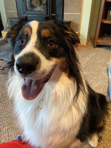 Customer photo review of Polkadog