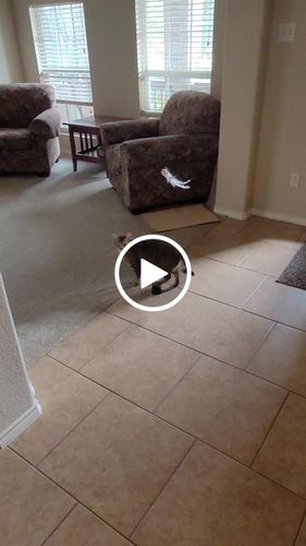 Customer video review of Interactive Bird Simulation Cat Toy Set