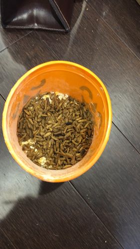 Customer photo review of GrubTerra Dried Black Soldier Fly Larvae
