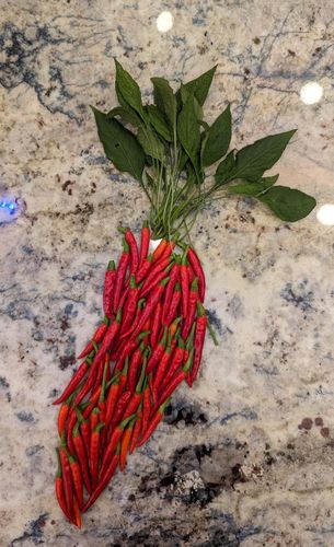 Customer photo review of Pepper (Santaka Spicy)