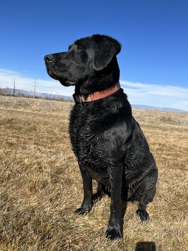 Customer photo review of Terracotta Leash - Recycled Ripstop