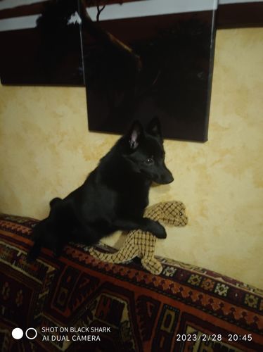 Customer photo review of Copy of Indestructible® Toy - Uforgængelig Plys Dinosaur Legetøj