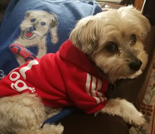 Customer photo review of Full-Body Pet Custom Sweater
